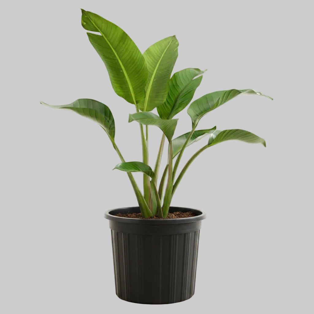 White Bird of Paradise - 10"