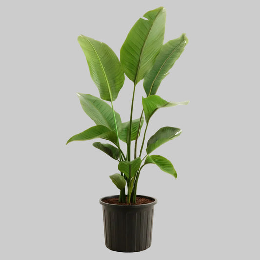 White Bird of Paradise - 10"