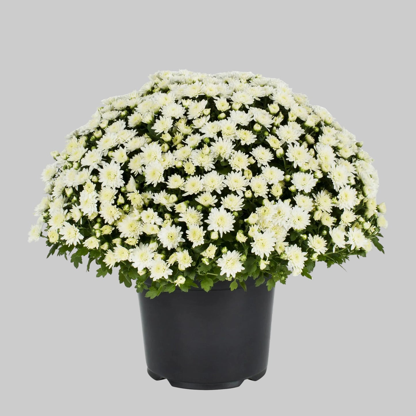 Mum White - 8.0"