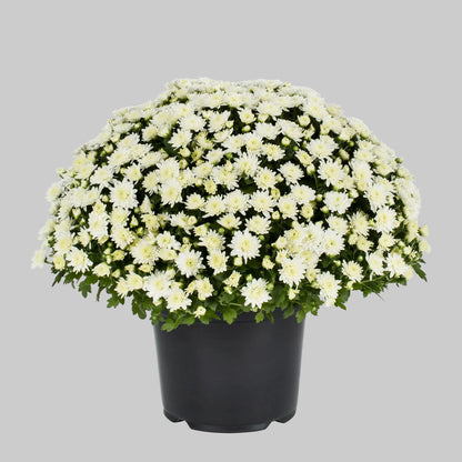 Mum White - 8.0"
