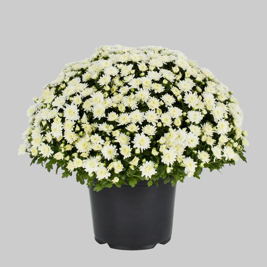 Mum White - 8.0"