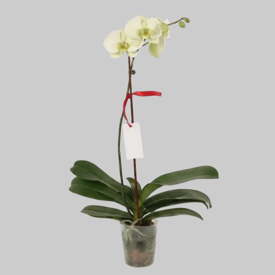 Orchid White - 5.0" (17 - 22")