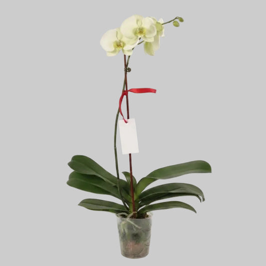 Orchid White - 5.0" (17 - 22")