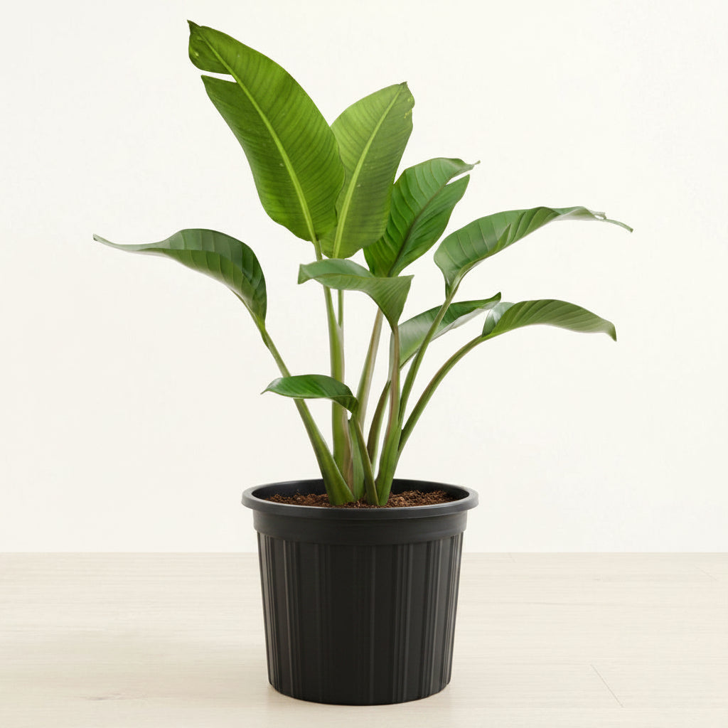 White Bird of Paradise - 10" (Large)