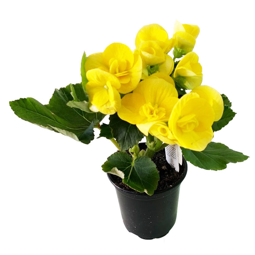 Begonia Reiger Yellow - 5.0" Pot