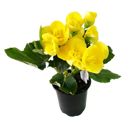 Begonia Reiger Yellow - 5.0" Pot