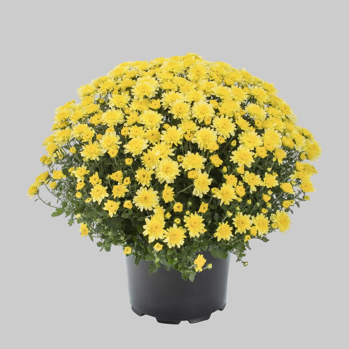 Mum Yellow - 8.0" Pot