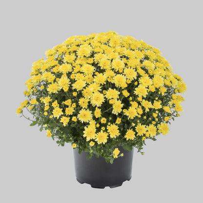 Mum Yellow - 8.0" Pot