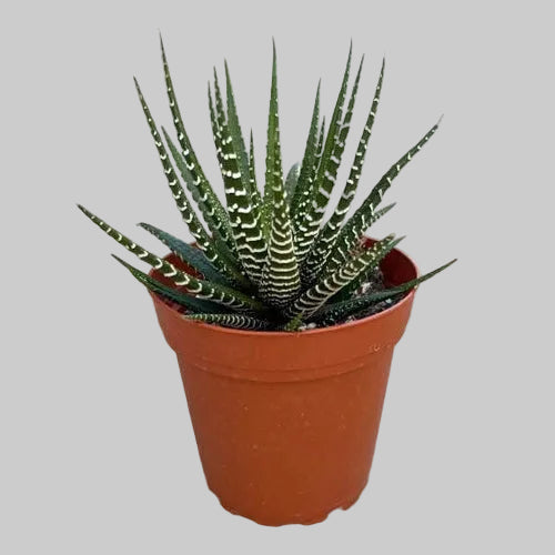 Zebra Plant - 4.0"