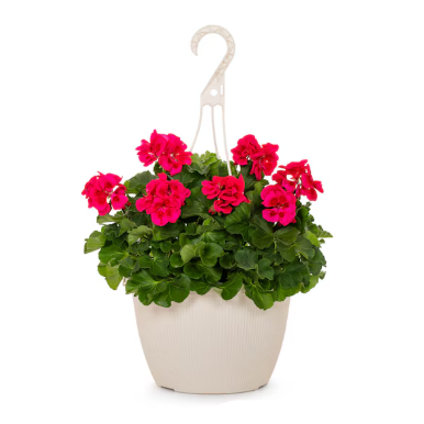 Geranium Zonal Pink - 10"