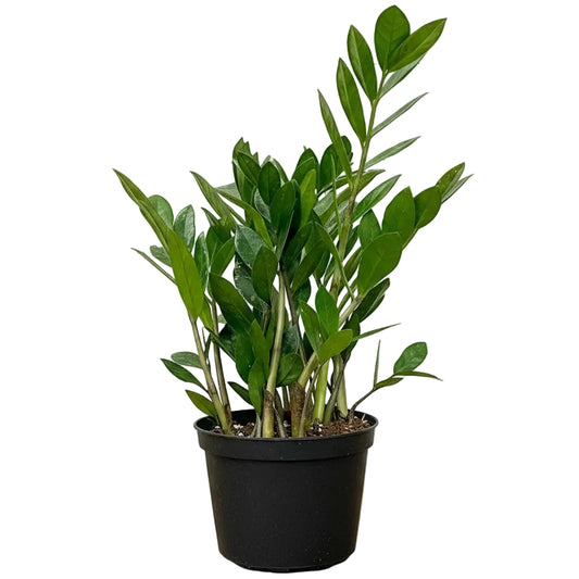 ZZ Plant - 6"