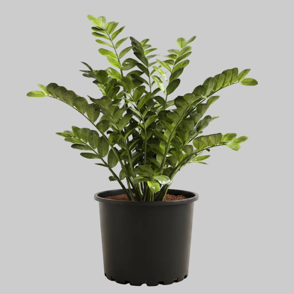 ZZ Plant - 10"