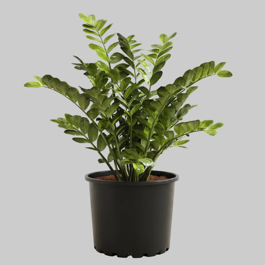 ZZ Plant - 10"