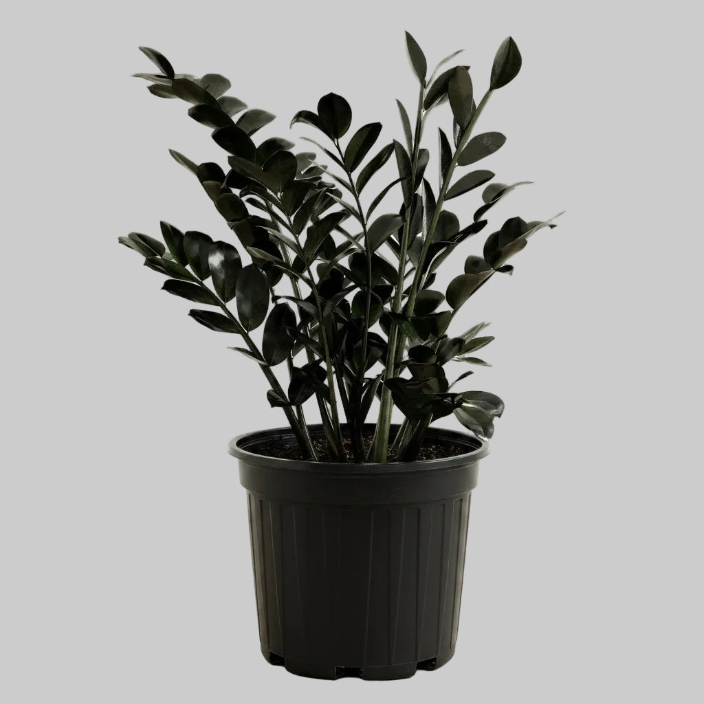 ZZ Plant Black - 10"