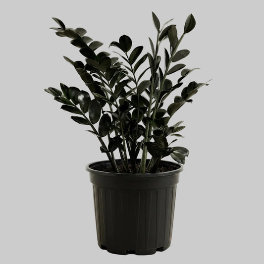 ZZ Plant Black - 10"