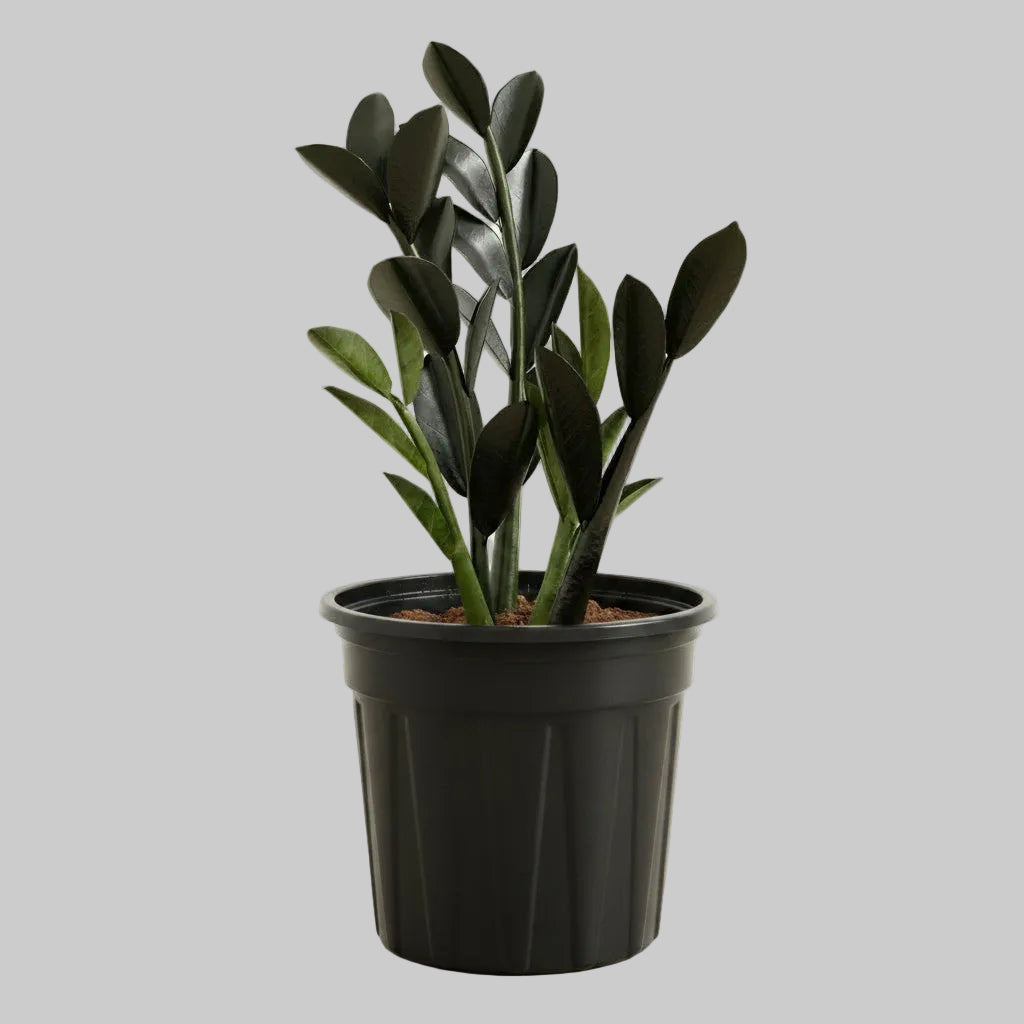 ZZ Plant Black - 4.0"