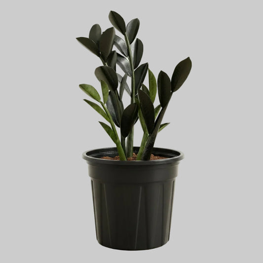 ZZ Plant Black - 4.0"