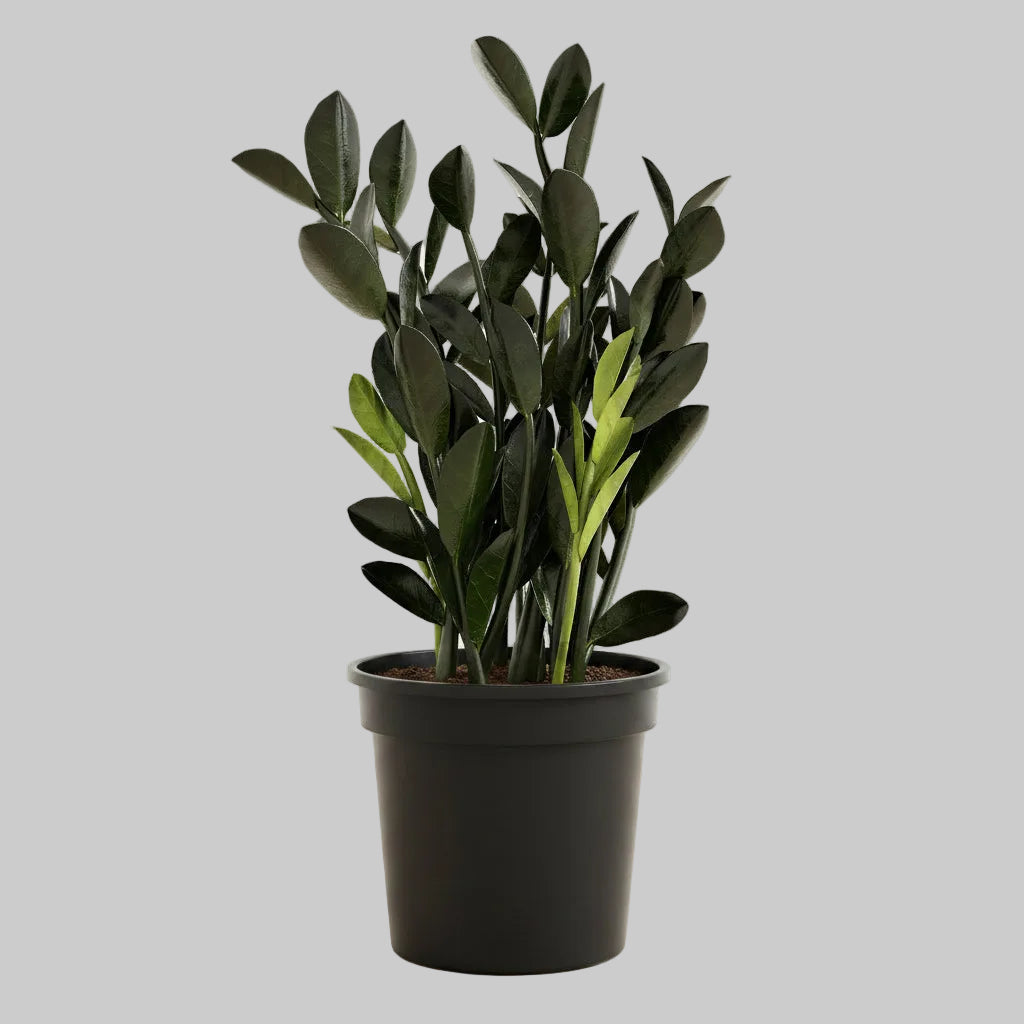 ZZ Plant Black - 6.0"