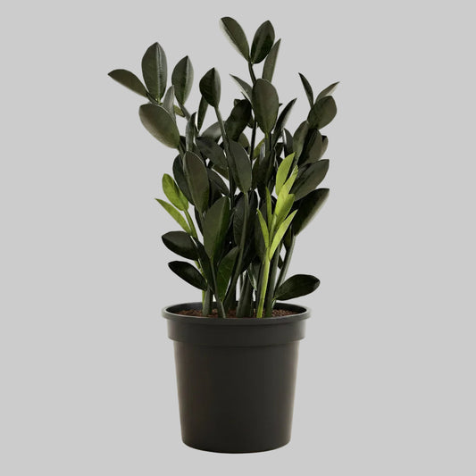 ZZ Plant Black - 6.0"
