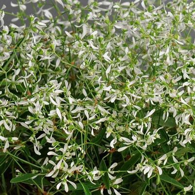 Euphorbia Glitz White 
