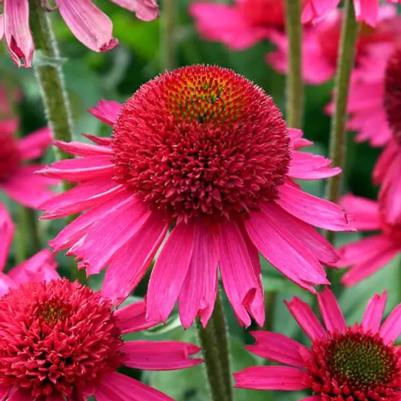 Echinacea Delicious Candy Pink 