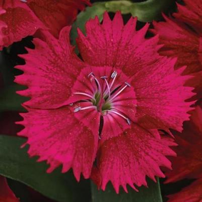 Dianthus Ideal Select Rose 