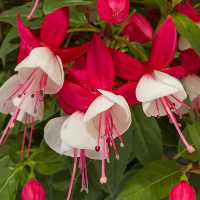 Fuchsia Wind Chimes Red and White 