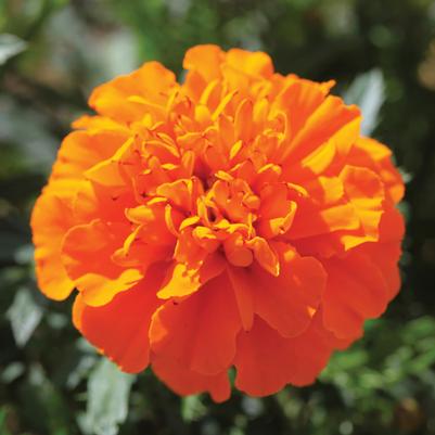 Marigold Cresta Deep Orange 