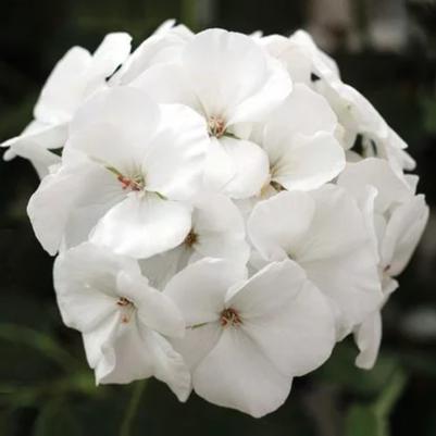 Interspecific Geranium Calliope Medium White 