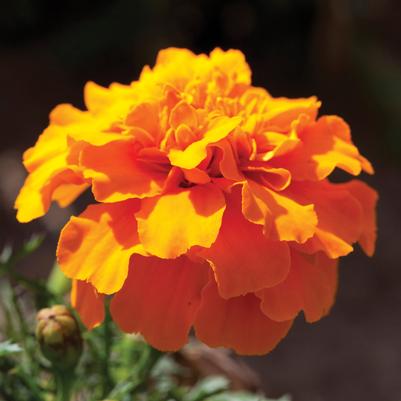 Marigold Cresta Orange 