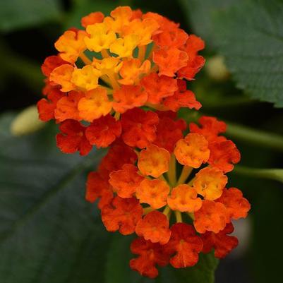 Lantana Hot Blooded Red 