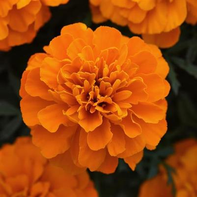 Marigold Bonanza Deep Orange 