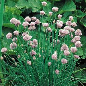 Onion Chives 