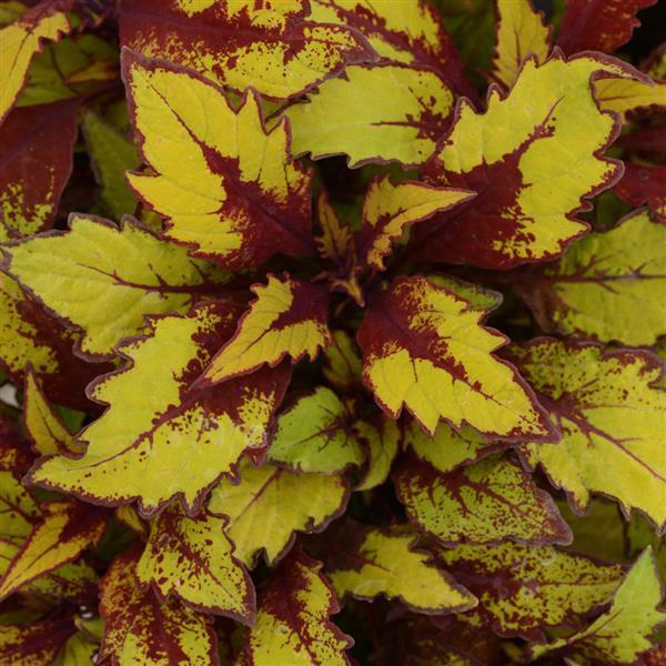 Coleus Flame Thrower Spiced Curry 