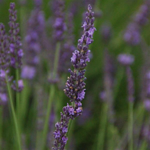 Lavender Phenomenal Purple 