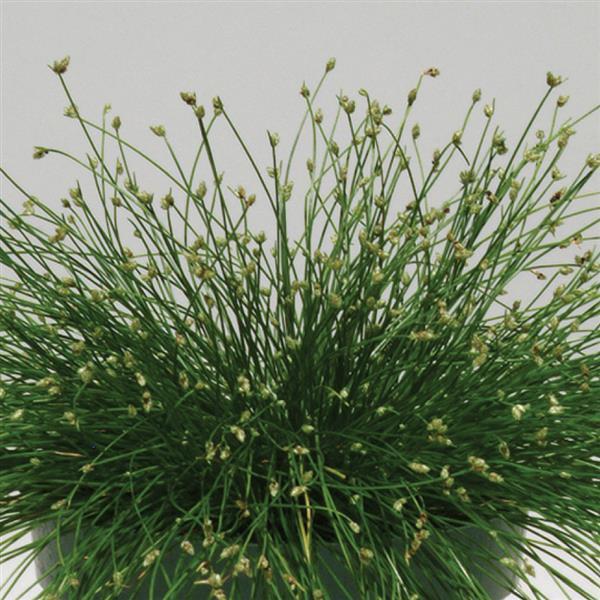 Isolepis Colorgrass Live Wire 