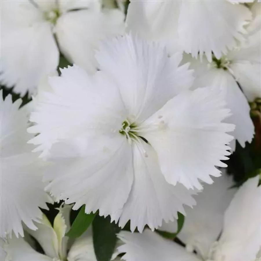 Dianthus Coronet White 