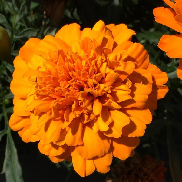 Marigold Super Hero Deep Orange 