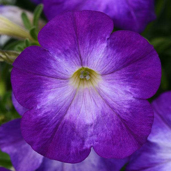 Petunia Colorblitz Bluerific 