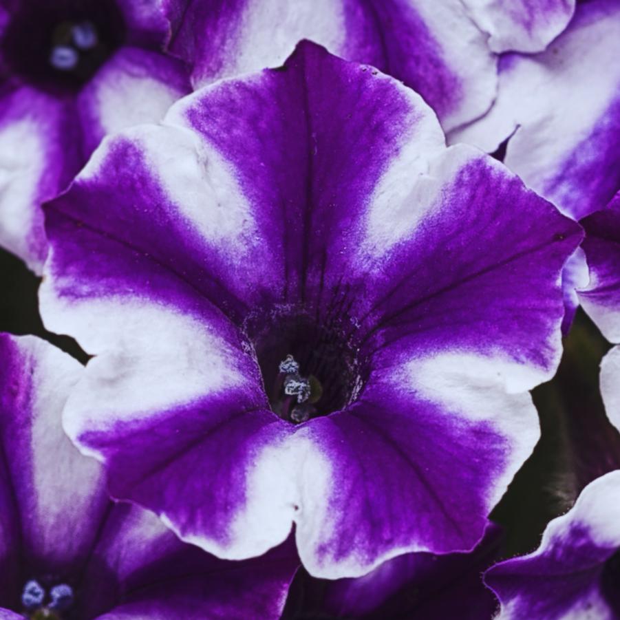 Petunia Supertunia Mini Vista Violet 