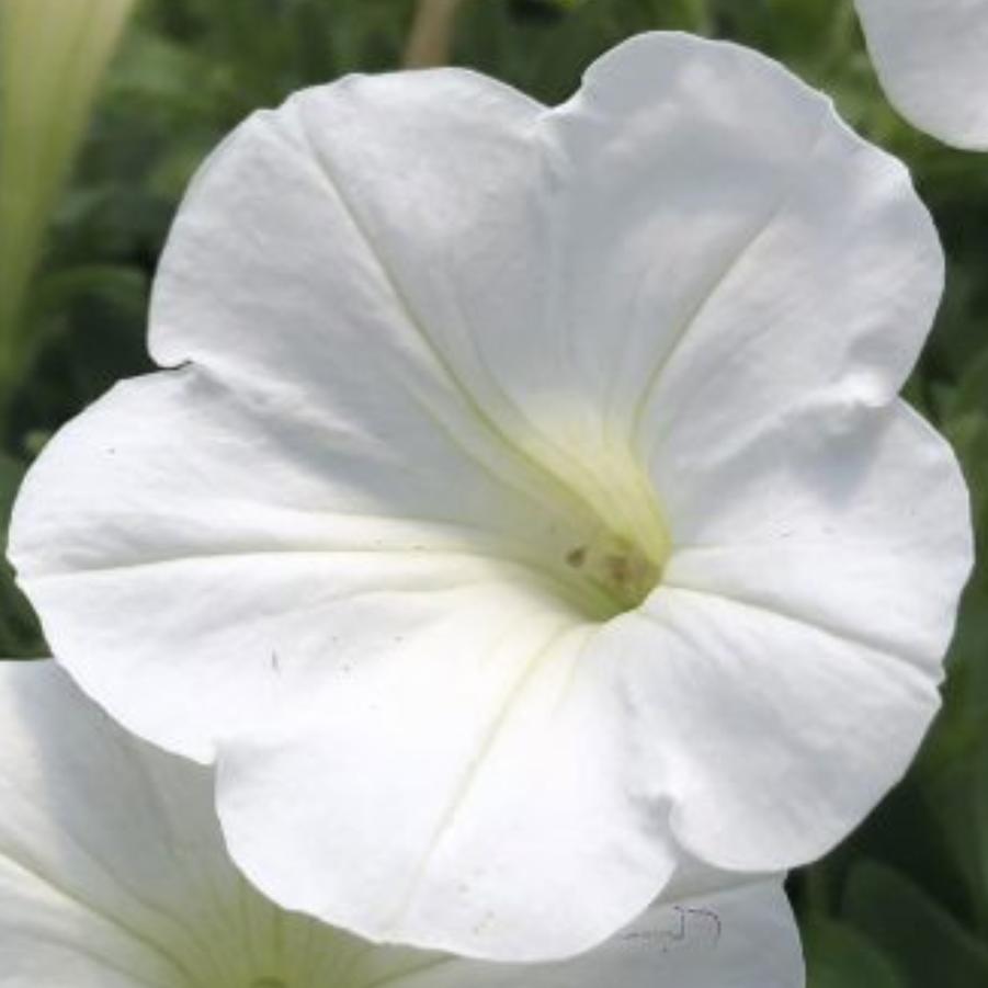 Petunia Supertunia Mini Vista White 