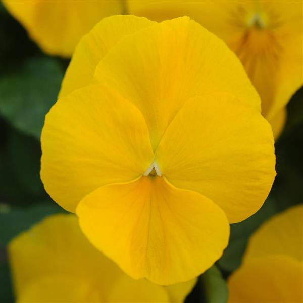 Pansy Cool Wave Golden Yellow 