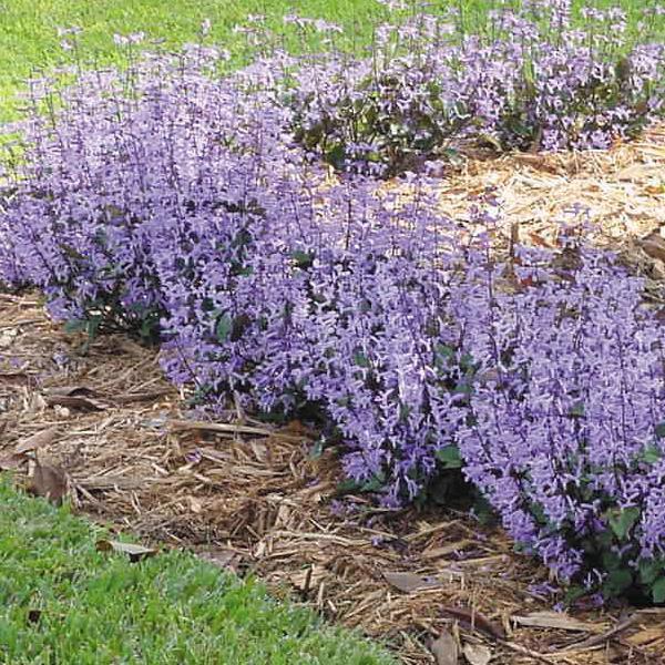Plectranthus Mona Lavender 