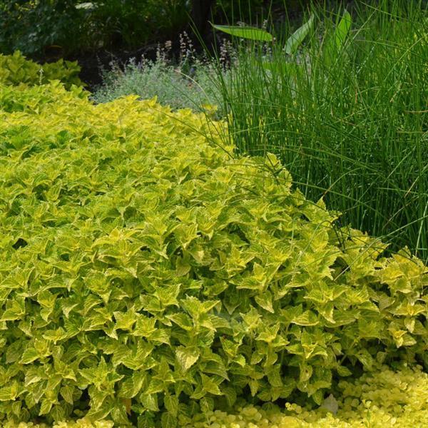 Coleus Electric Lime Green 
